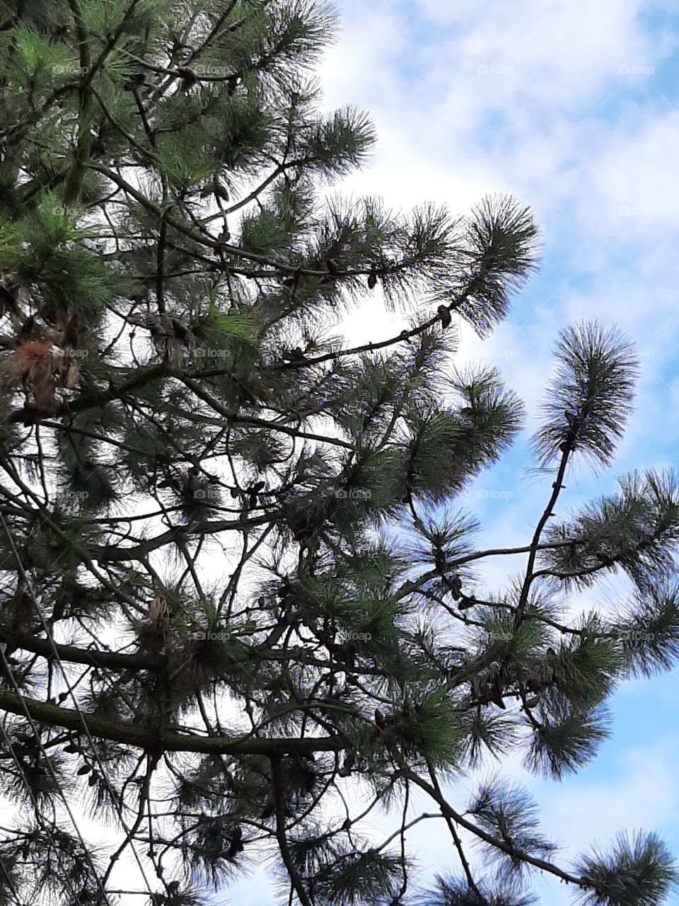 pine tree on blue sky