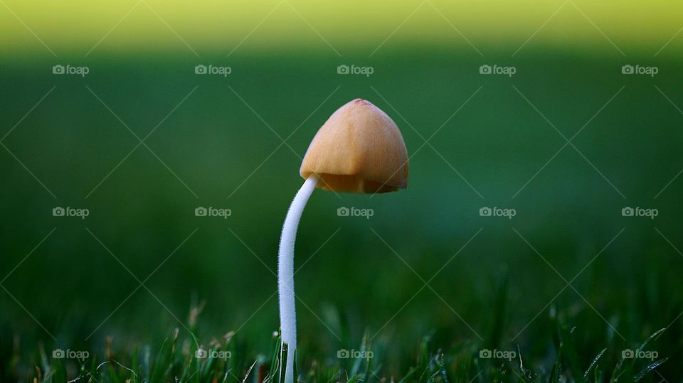 Pilz einzel stehend in einer Wiese
