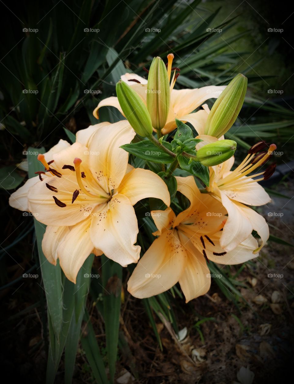 Lilies and buds