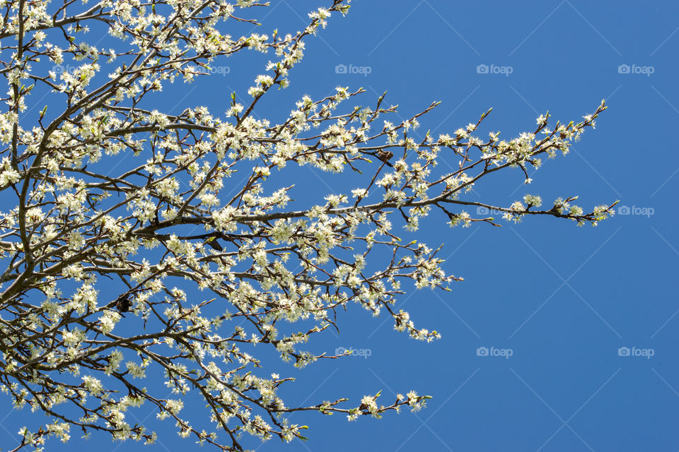 apple tree in spring and blue sky