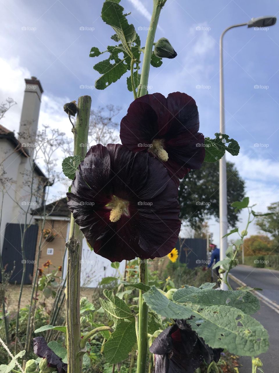 Black flowers 