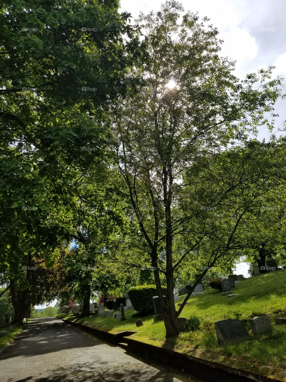 Landscape, Tree, Nature, Road, No Person