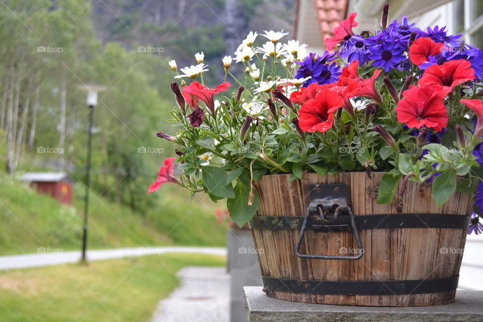 Flowers in Norway