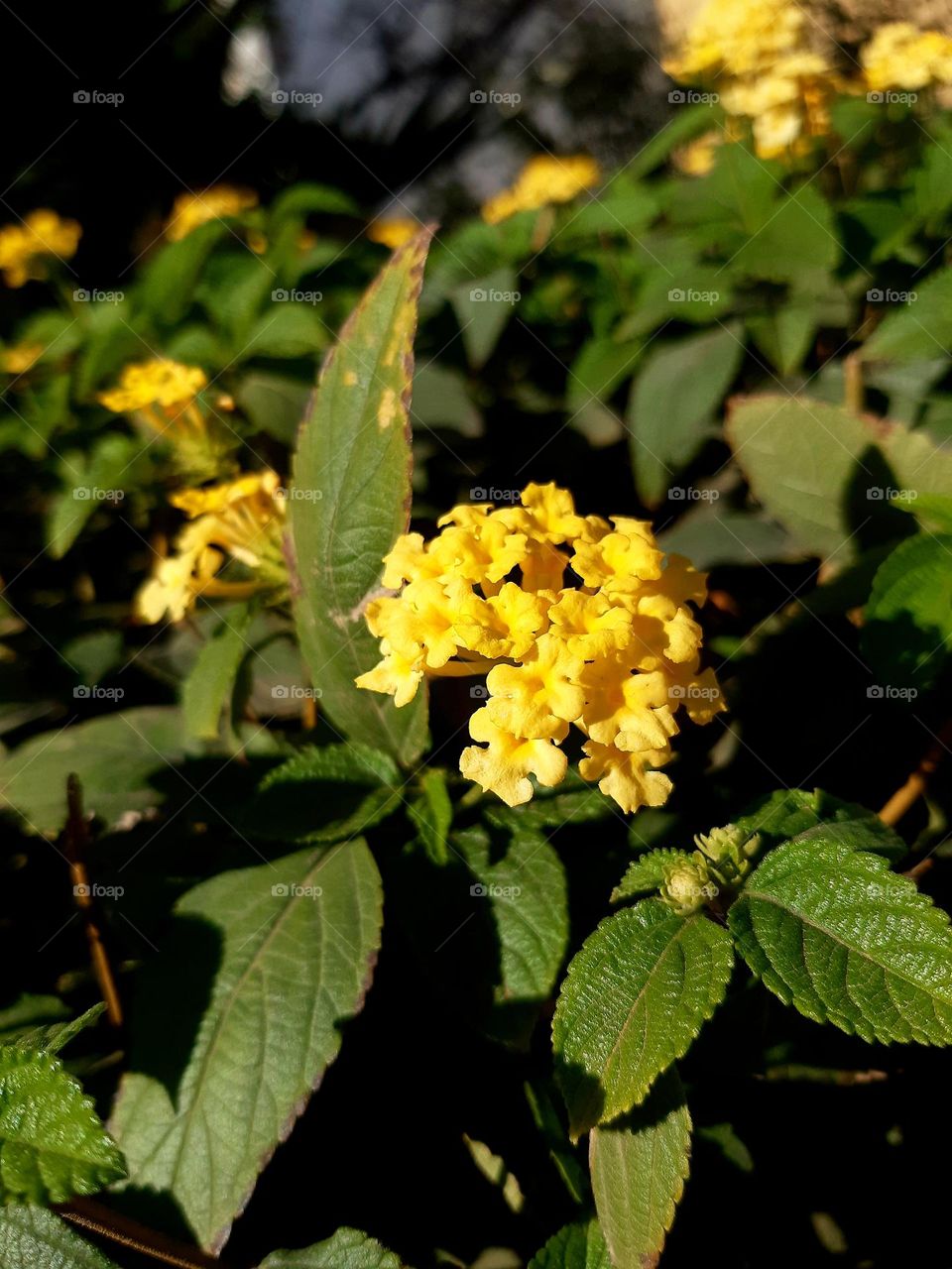 The image shows a small yellow flower as part of a cluster growing on a plant with rough, oval-shaped green leaves. The flowers are arranged in small bunches and have a vibrant yellow color. The plant appears to be outdoors under sunlight