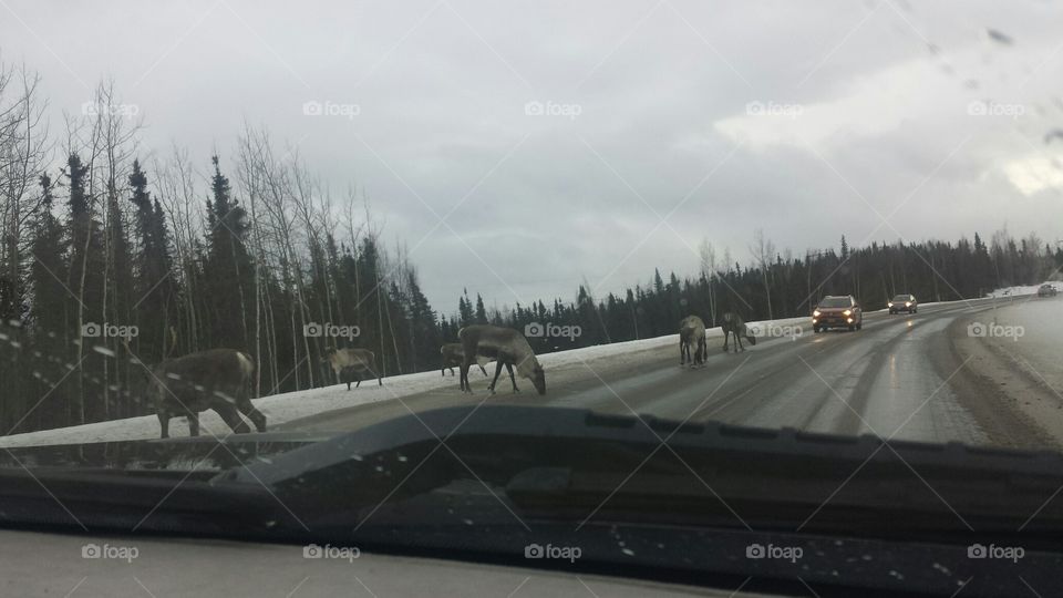Elk causing traffic jam