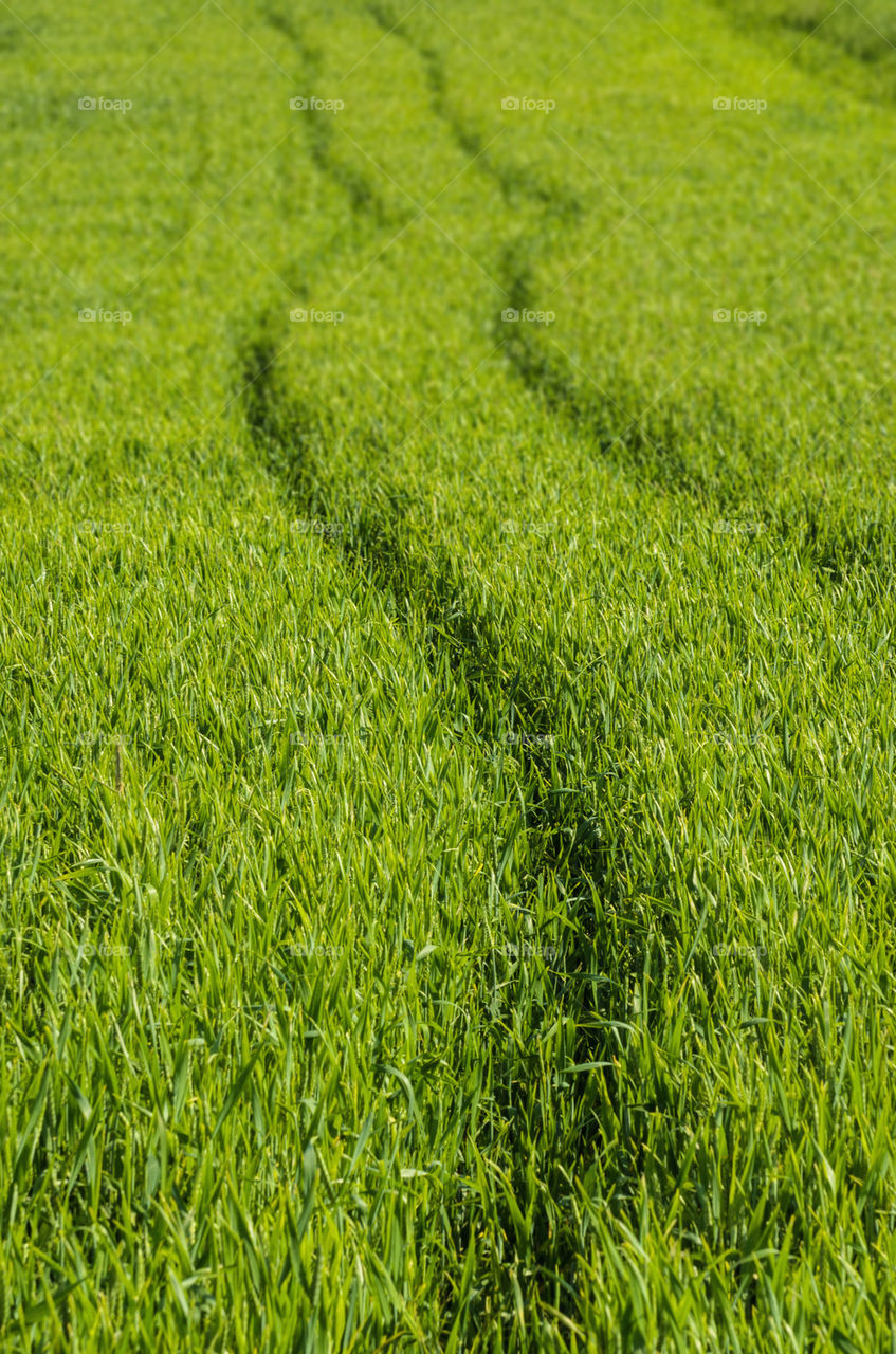 Green wheat field