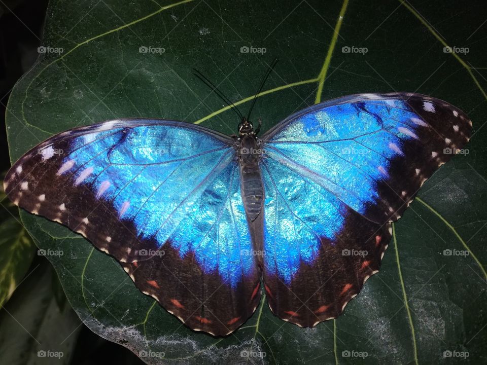 Amazing blue butterfly