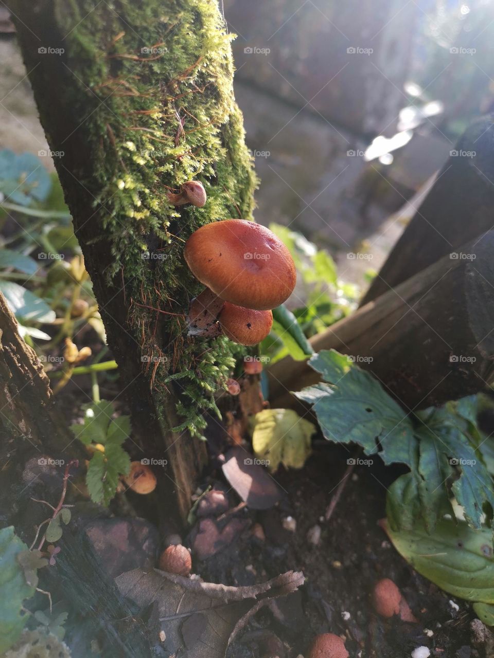 broken thing a new life