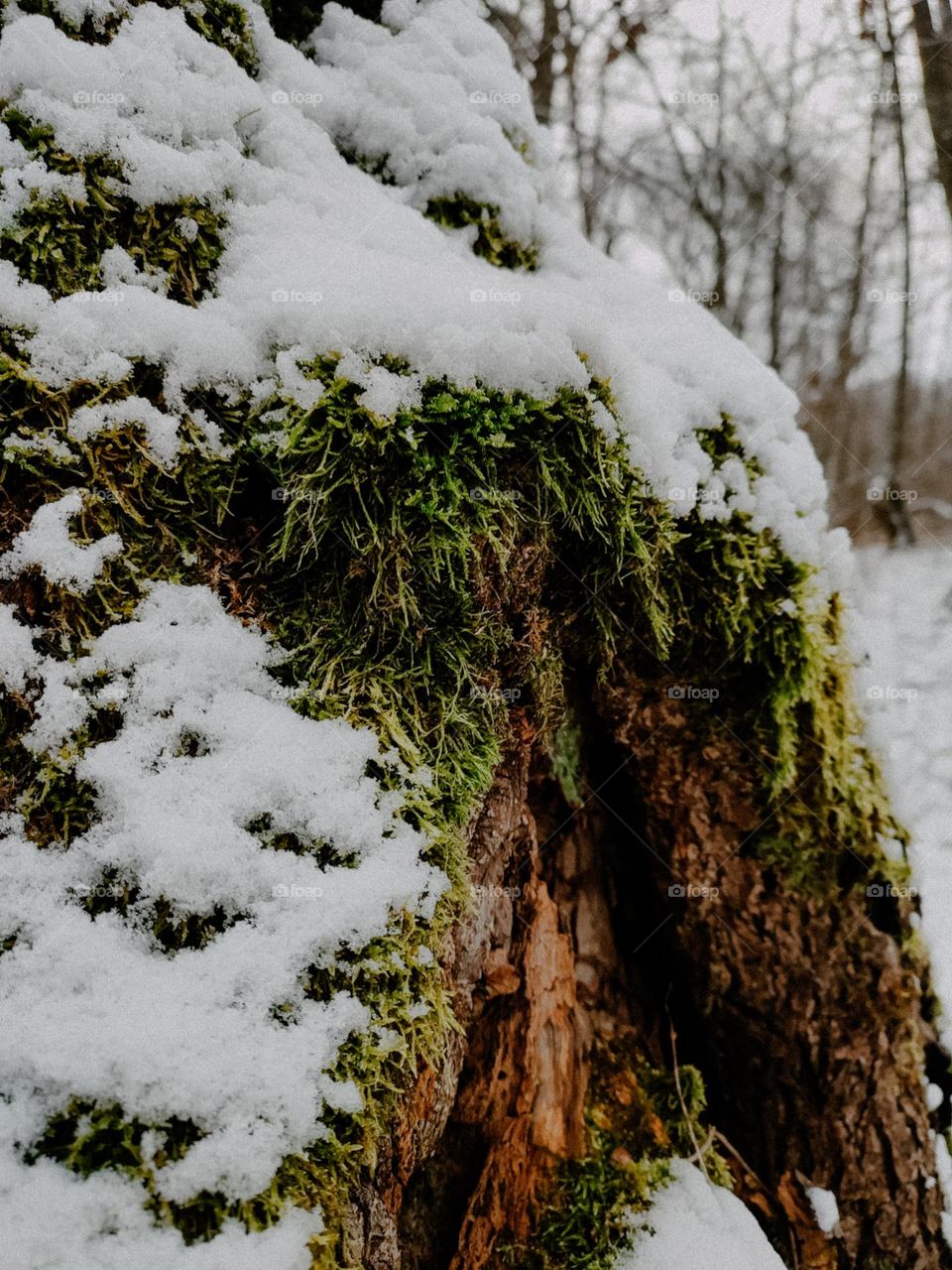 Green moss on the wooden log, covered with snow in winter forest. Wooden texture, trees on the background