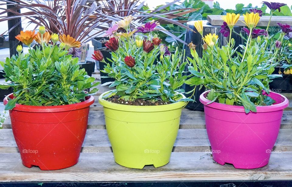 Colourful flower pots with spring blooms 