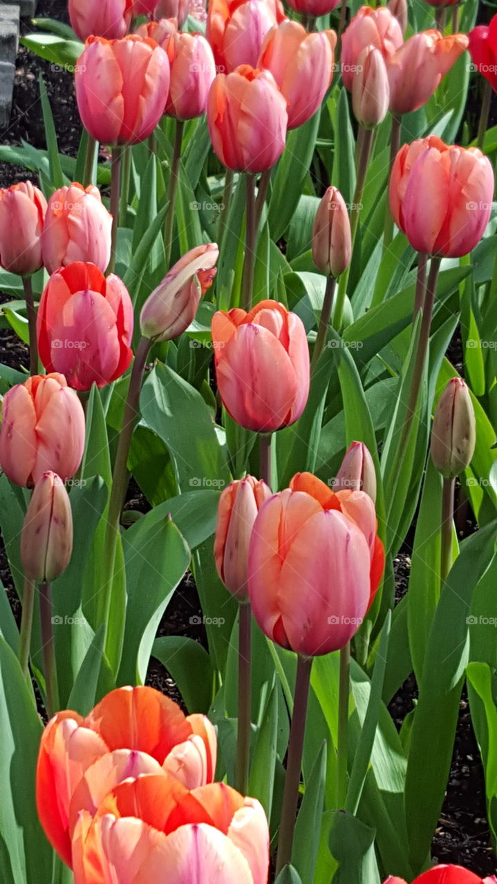 tulips