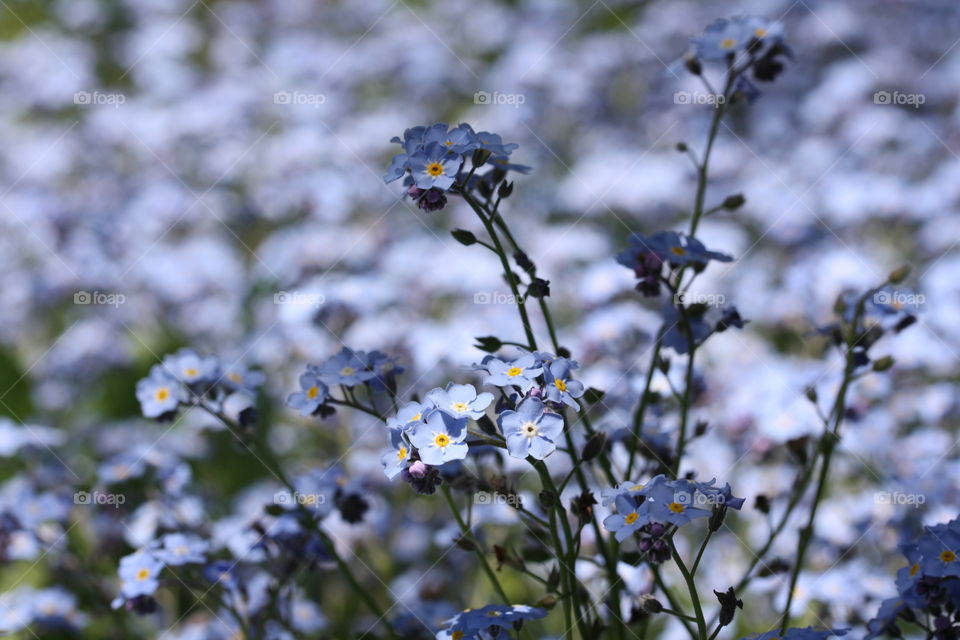 Forget-me-nots