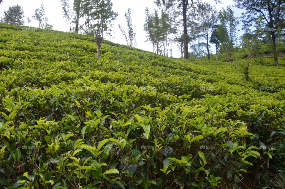 Tea fields Nuwara Elia