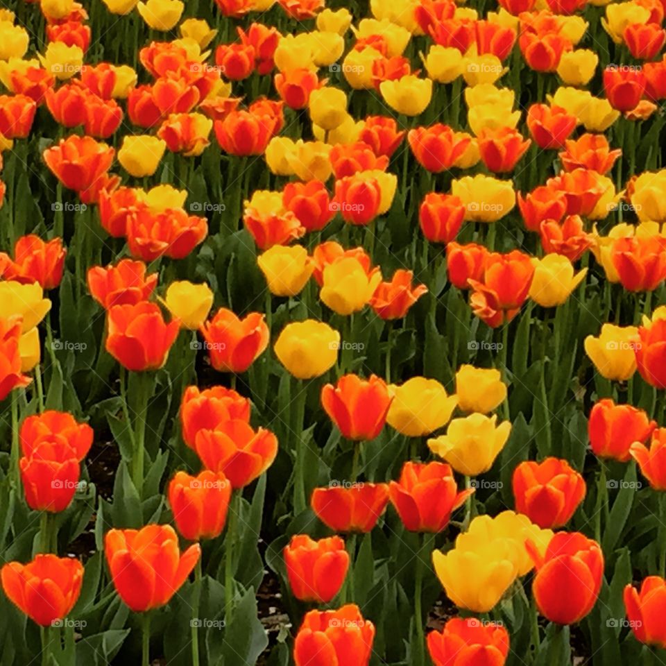 Field of tulips on bloom 