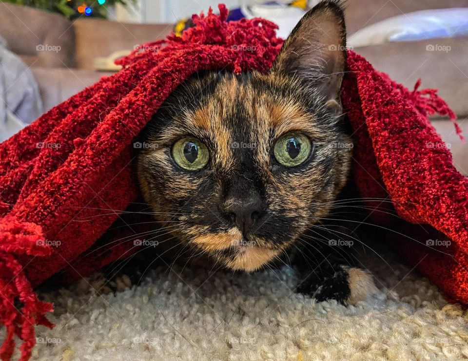 Tortoiseshell cat hiding under a red blanket 