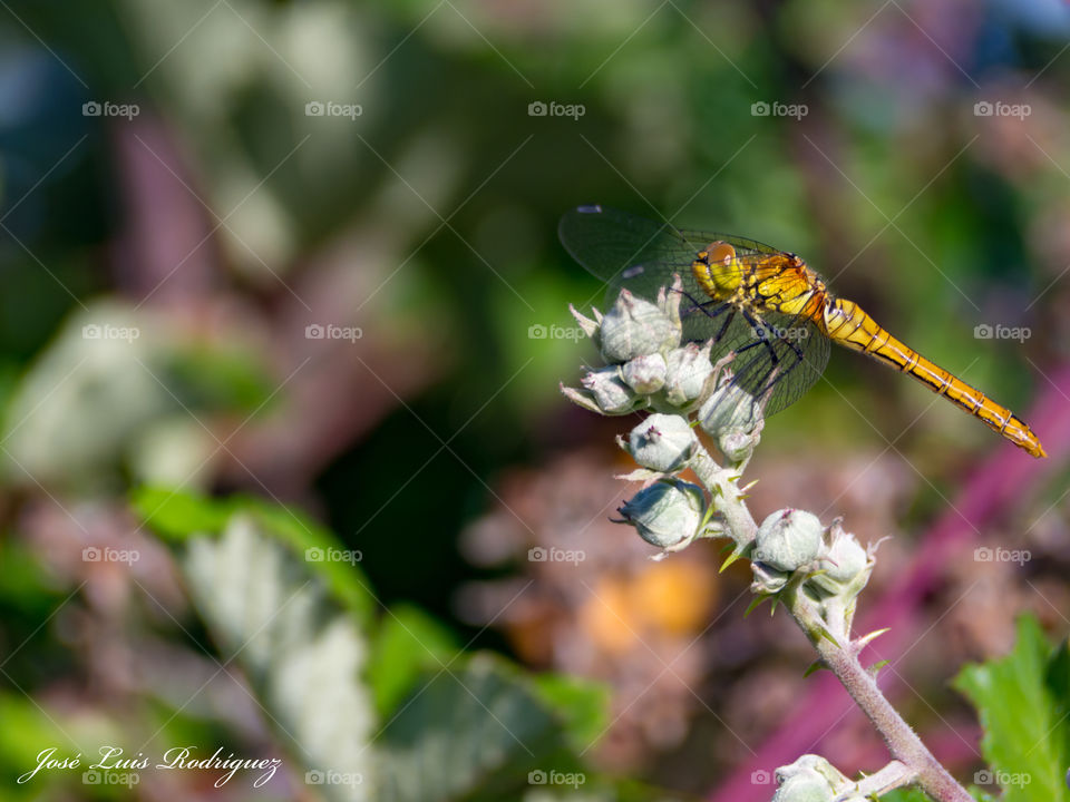 Libélula 
Dragonfly
Pantala Flavescens