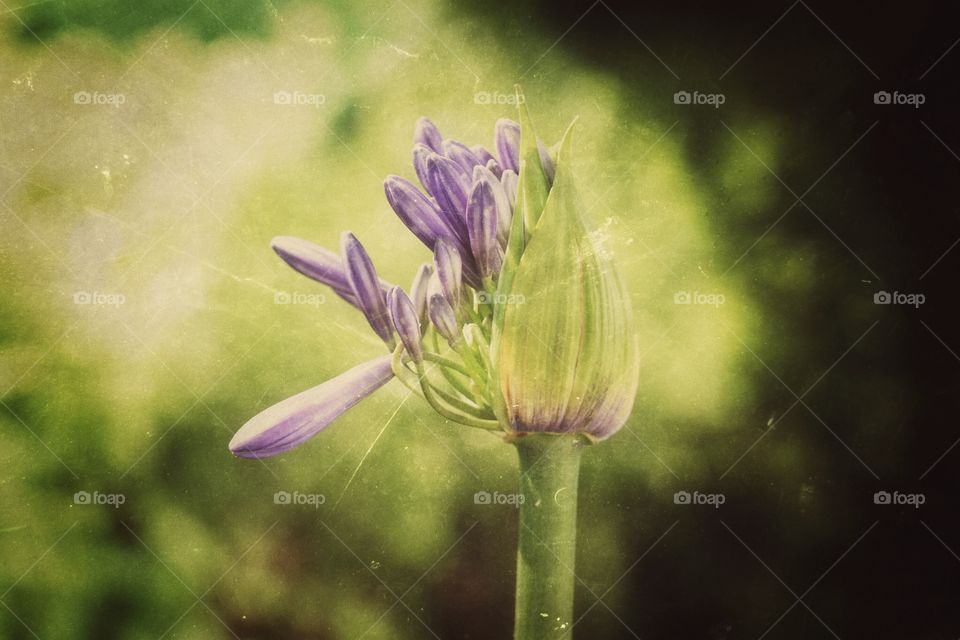 An agapanthus glower bursting from its bud.