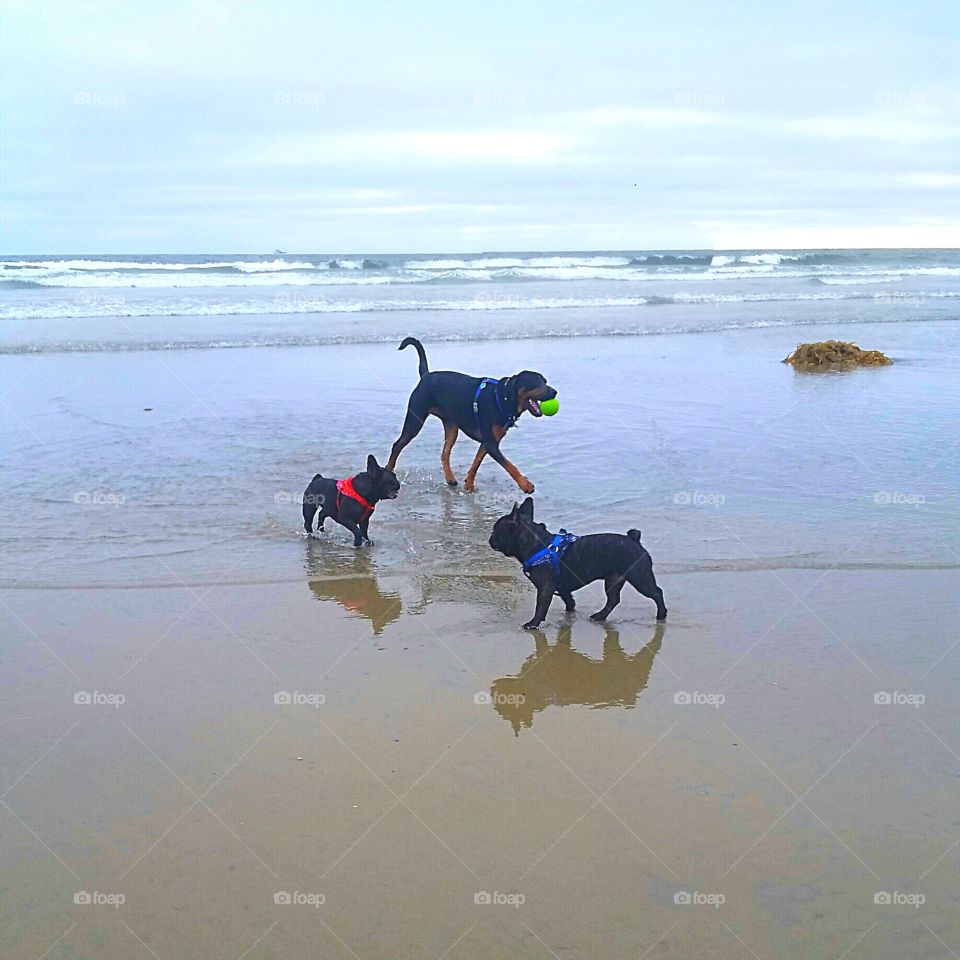 Groupies. Angus (named for AC DC musician) found groupies on first visit to dog beach.  A true rock dog!