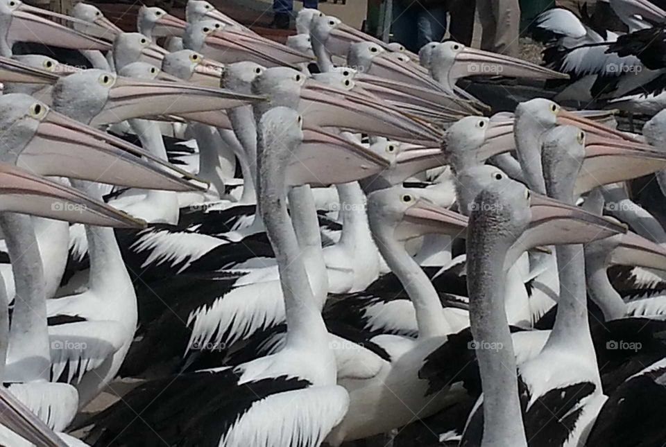 Pelican's