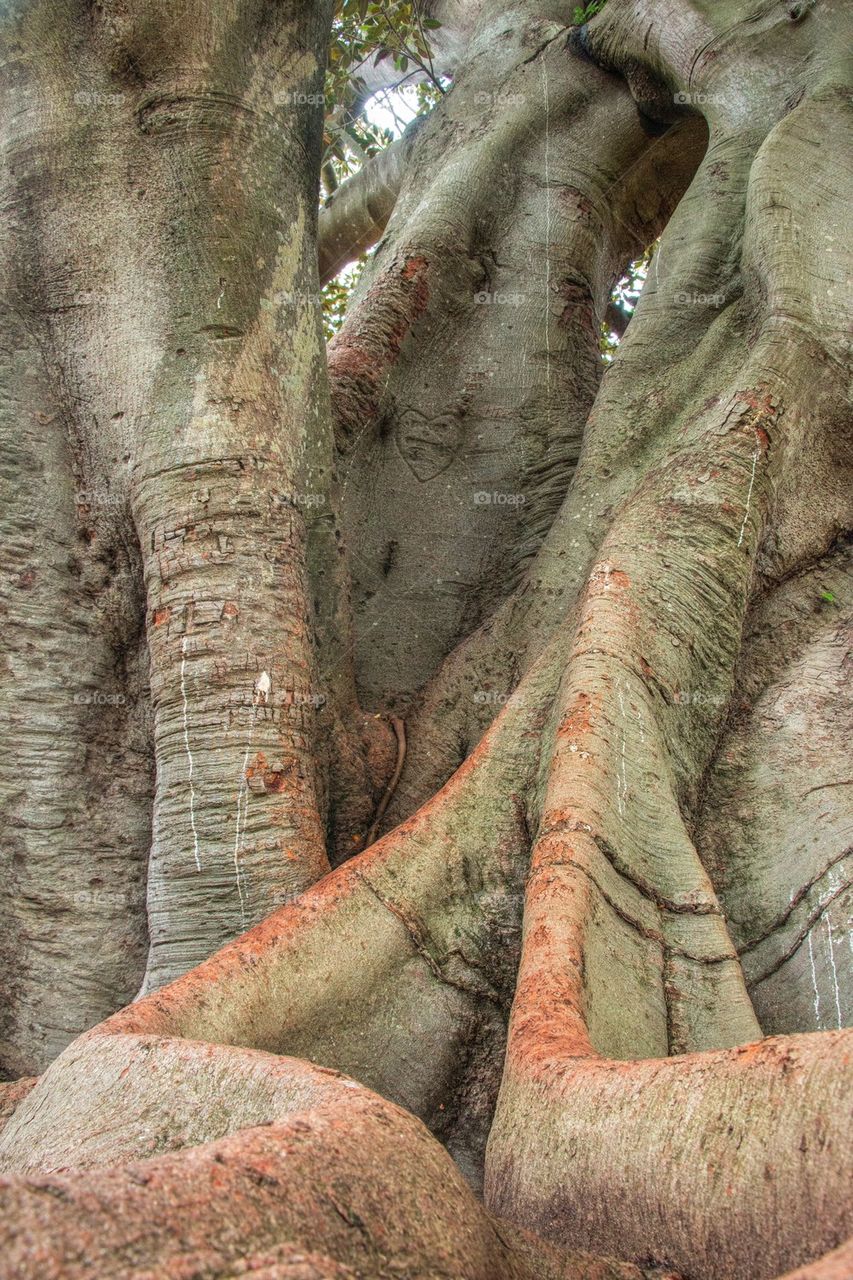 Giant tree trunk 