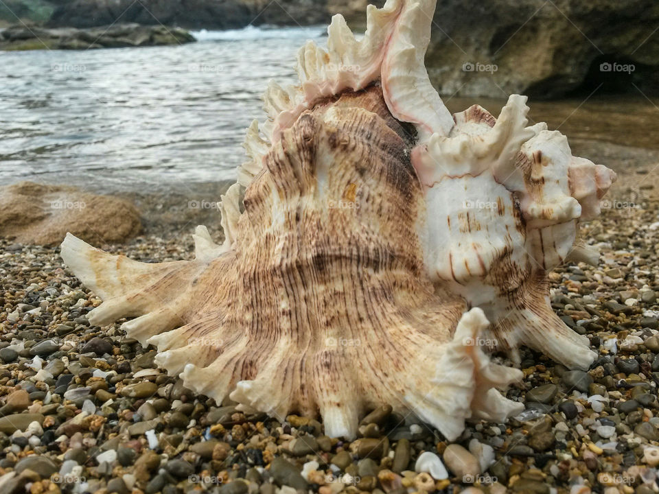 close up of seashell in front of the sea