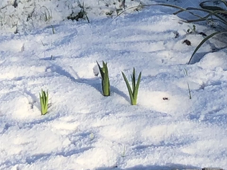 First signs of spring 