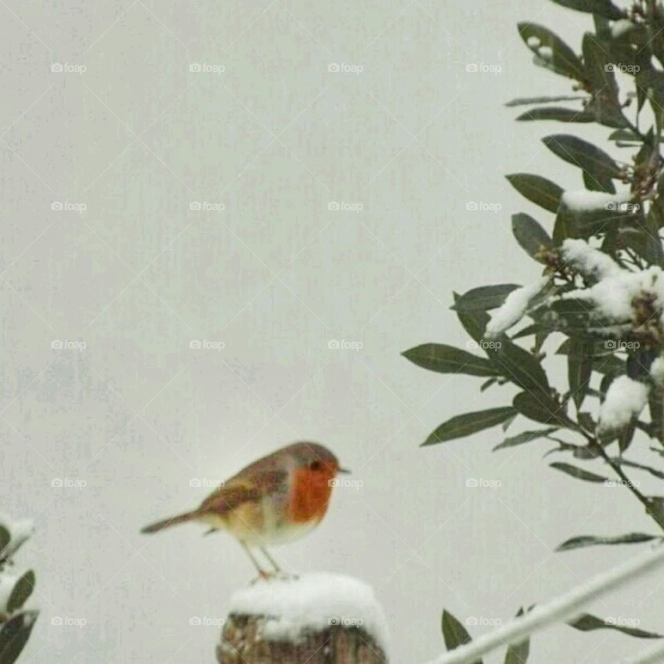 Winter's Robin