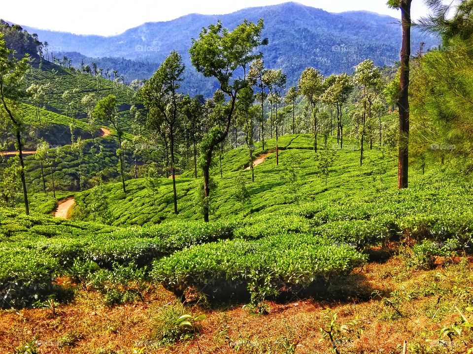 tea estate