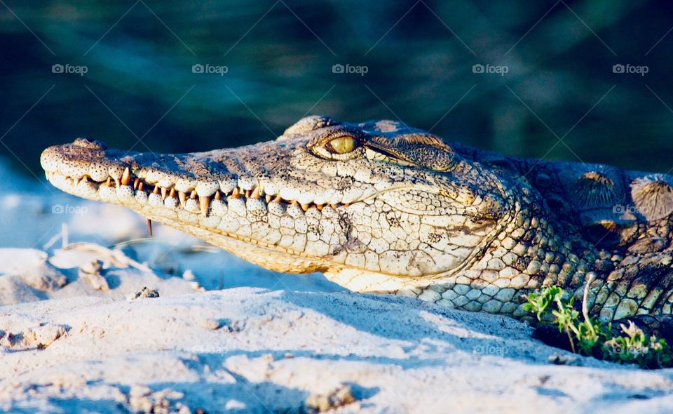 My What Big Teeth He Has. Crocodile waiting for his dinner! Botswana 