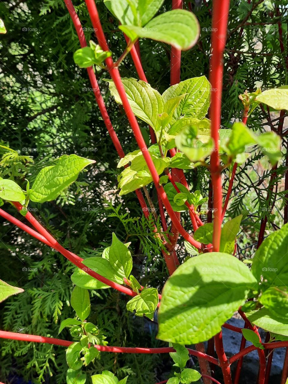 red branches and green  leaves of dogwood