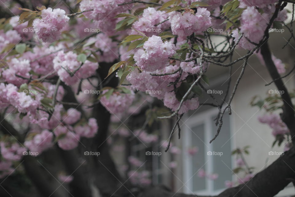 Sakura, Ukraine, Uzhhorod