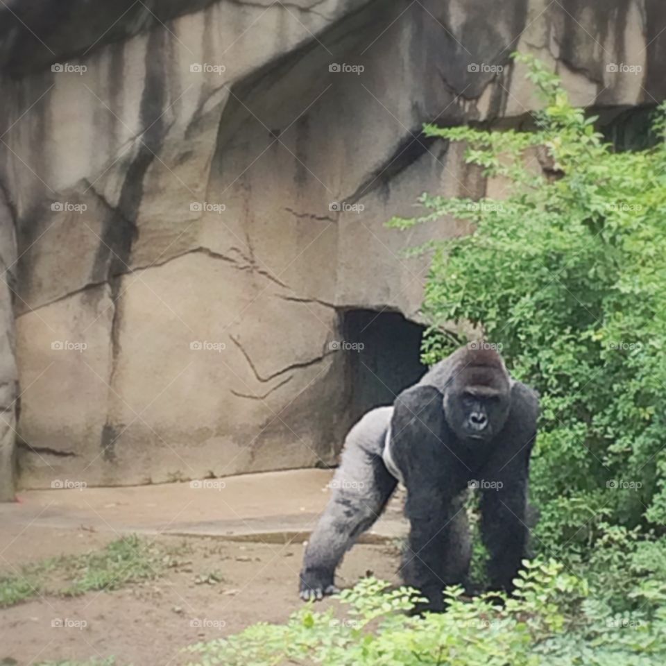 Silverback gorilla 