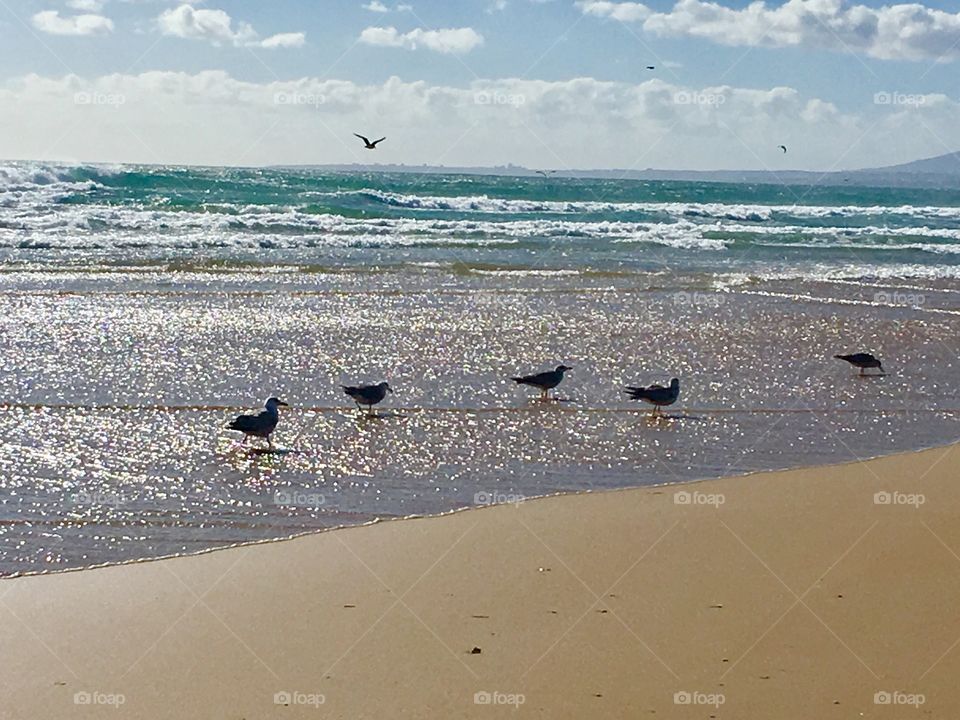 Birds and beach