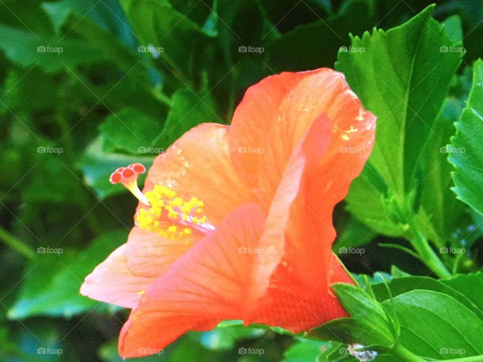A beautiful flower from the island of Kauai, Hawaii.