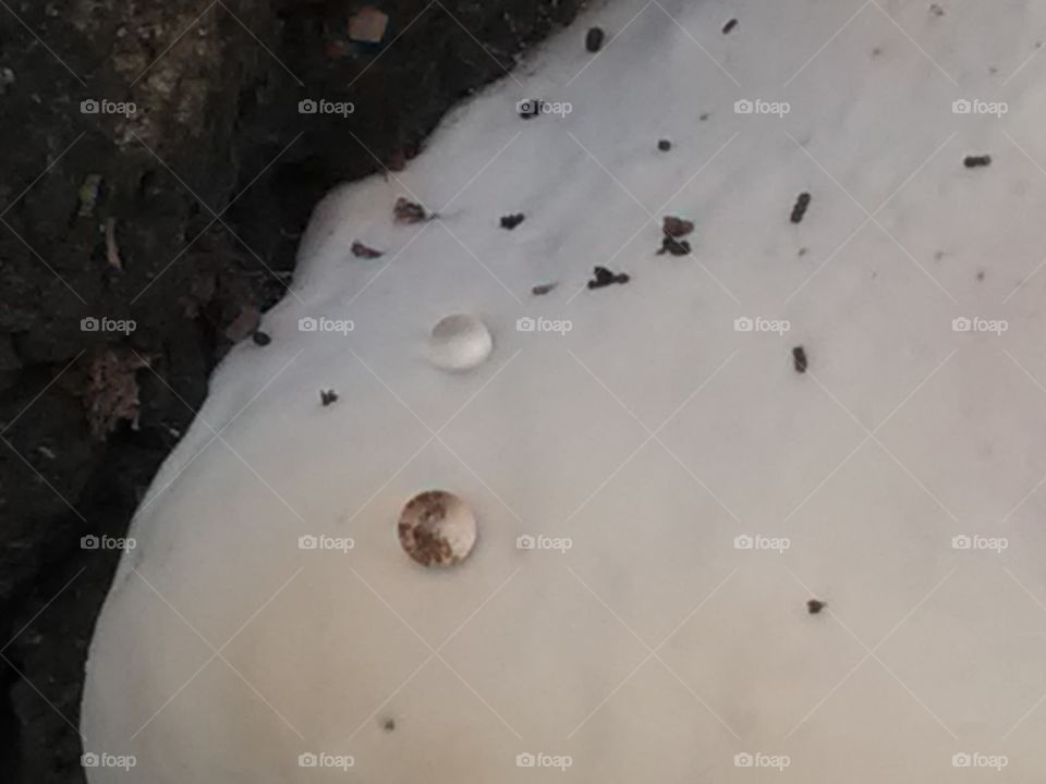 The beautiful white tree masrum.