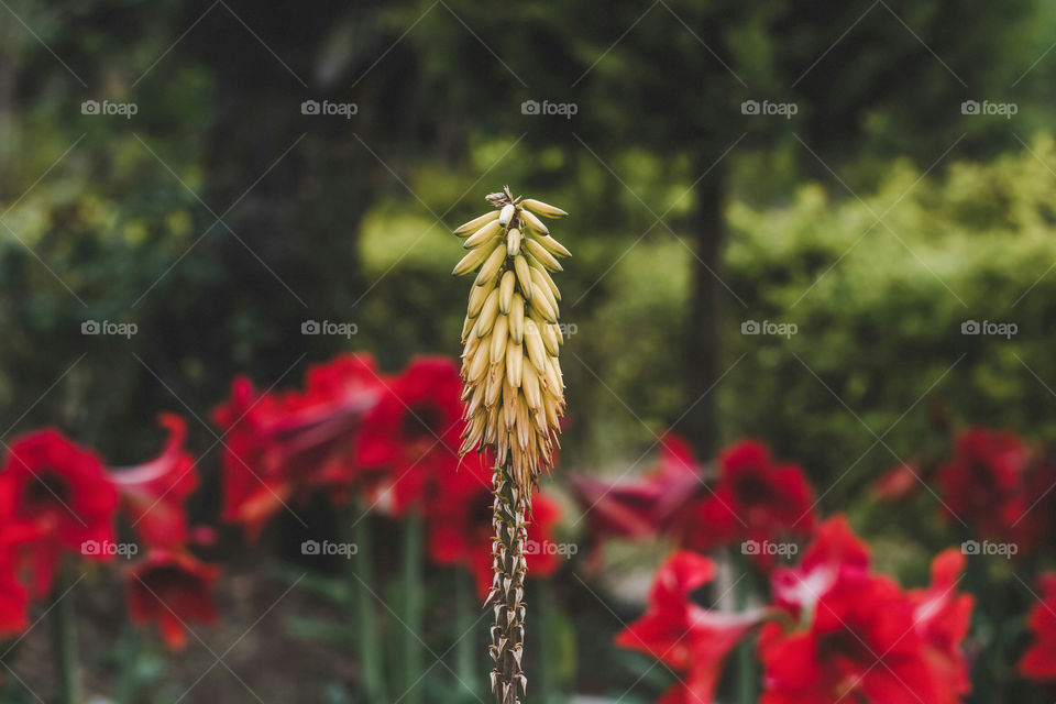 Stripe-sheathed narrow-leaved aloe