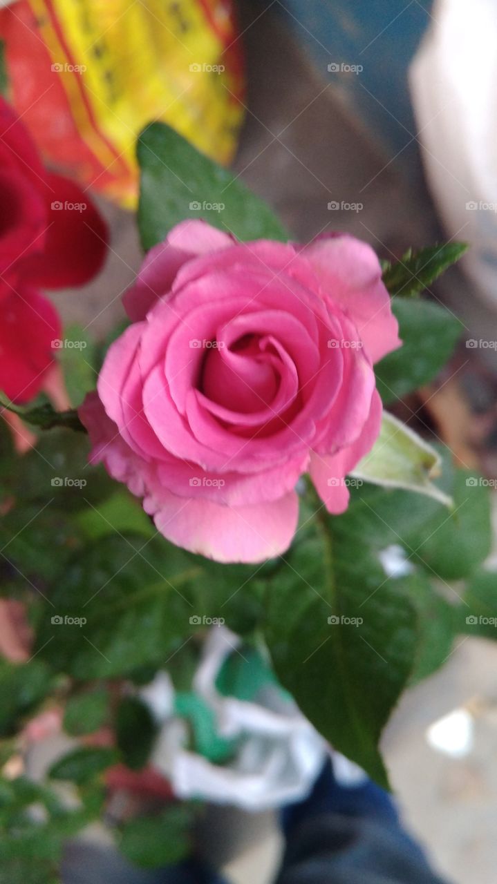pink rose