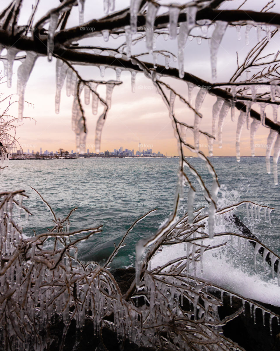 Icicles forming on frozen branches of a trees on the coast with waves crashing. Skyline of Toronto Canada in the background. 
