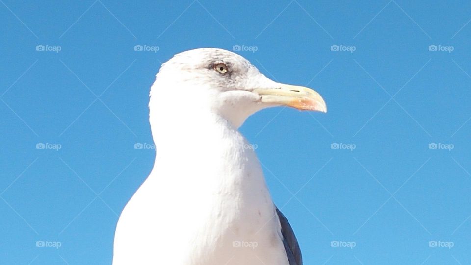 beautiful white seagull.