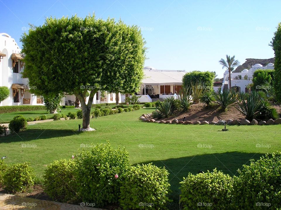 Trees and bushes on a lawn on a hotel territory 