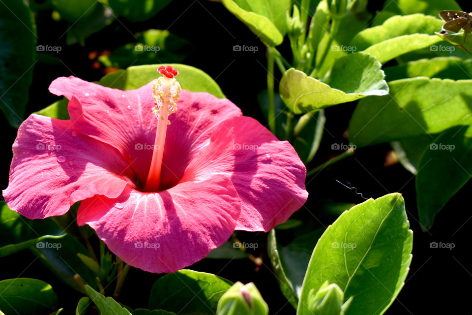Pink Hibiscus is so beautiful among the light and dark green tones of leaves.
