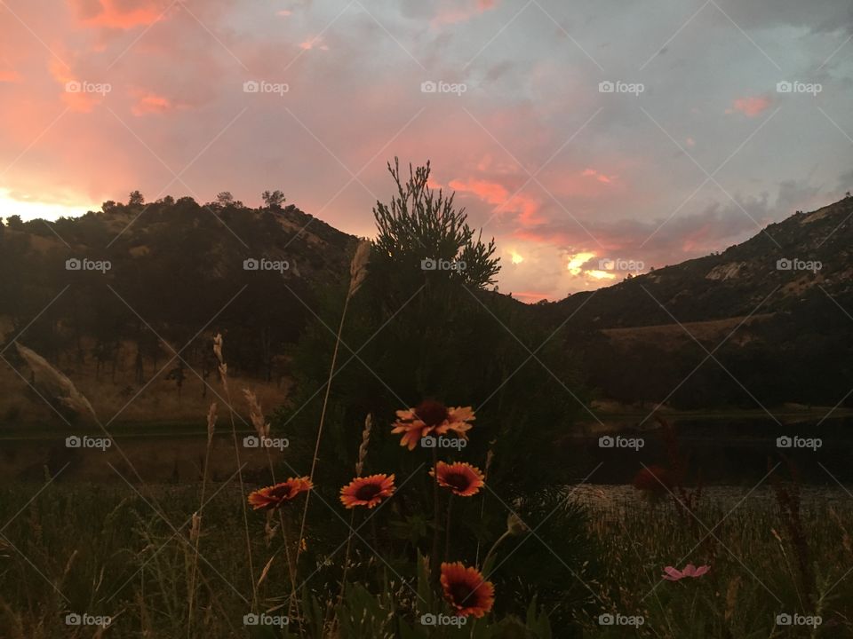 Sunset and flower shot 🌅 🌺 