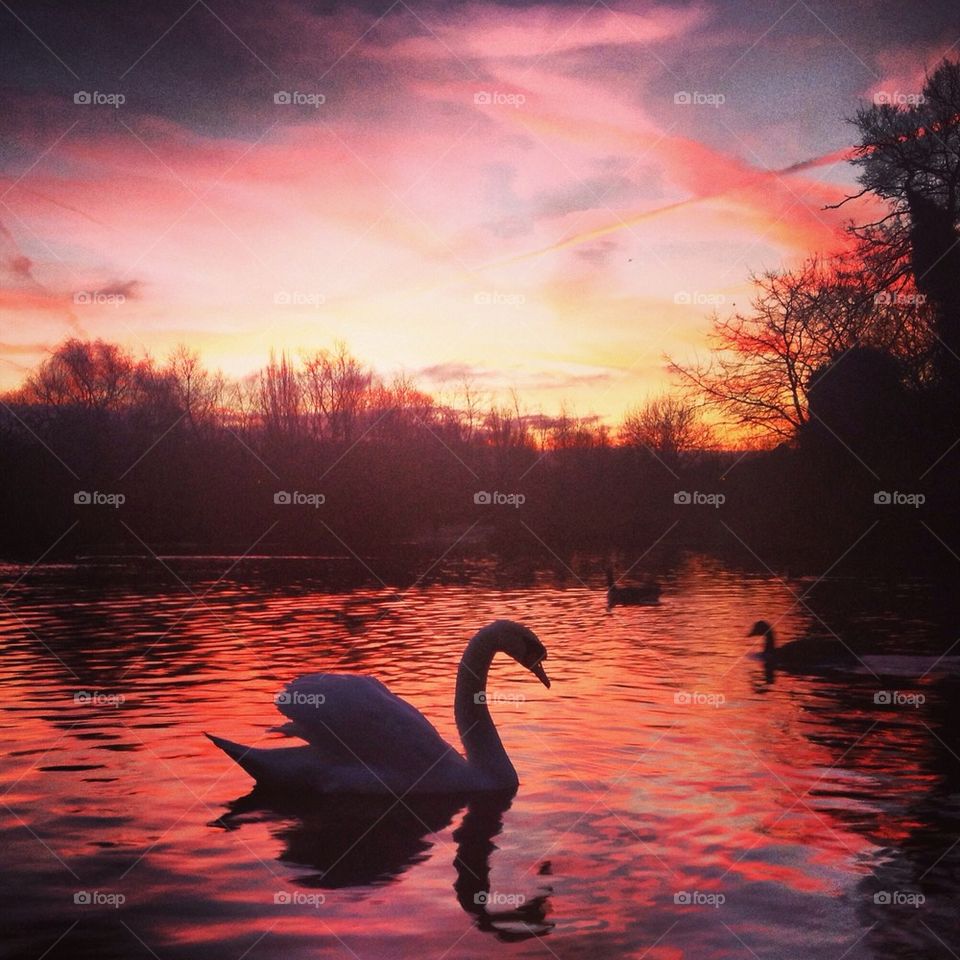 Swans in the morning 