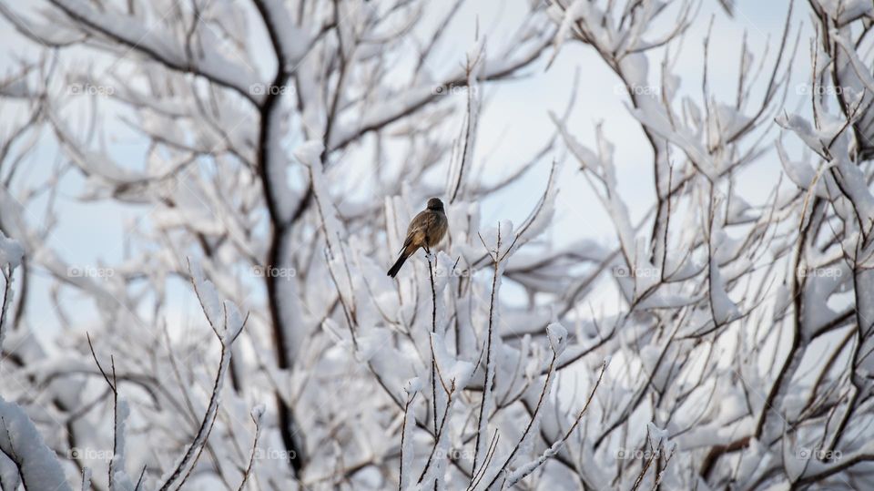 Bird perched on a tree covered with snow 