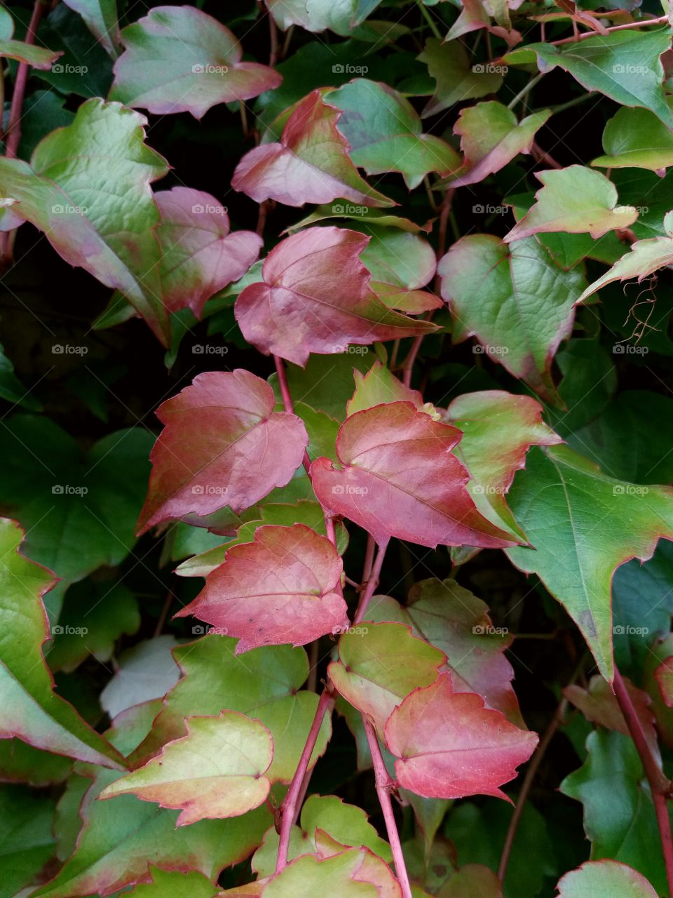 colourful fall leaves