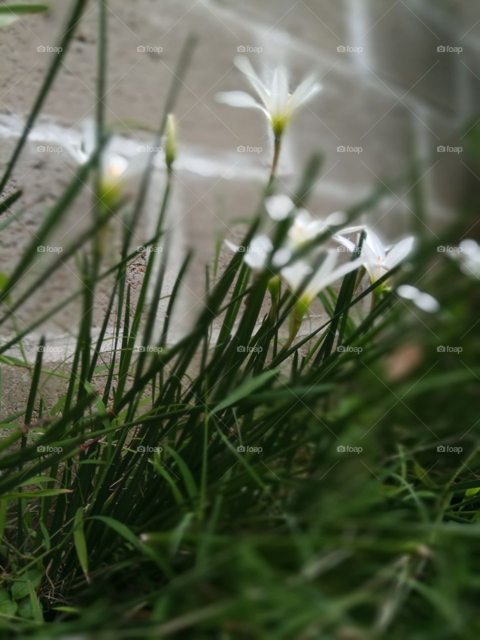 Nature, Grass, No Person, Summer, Leaf