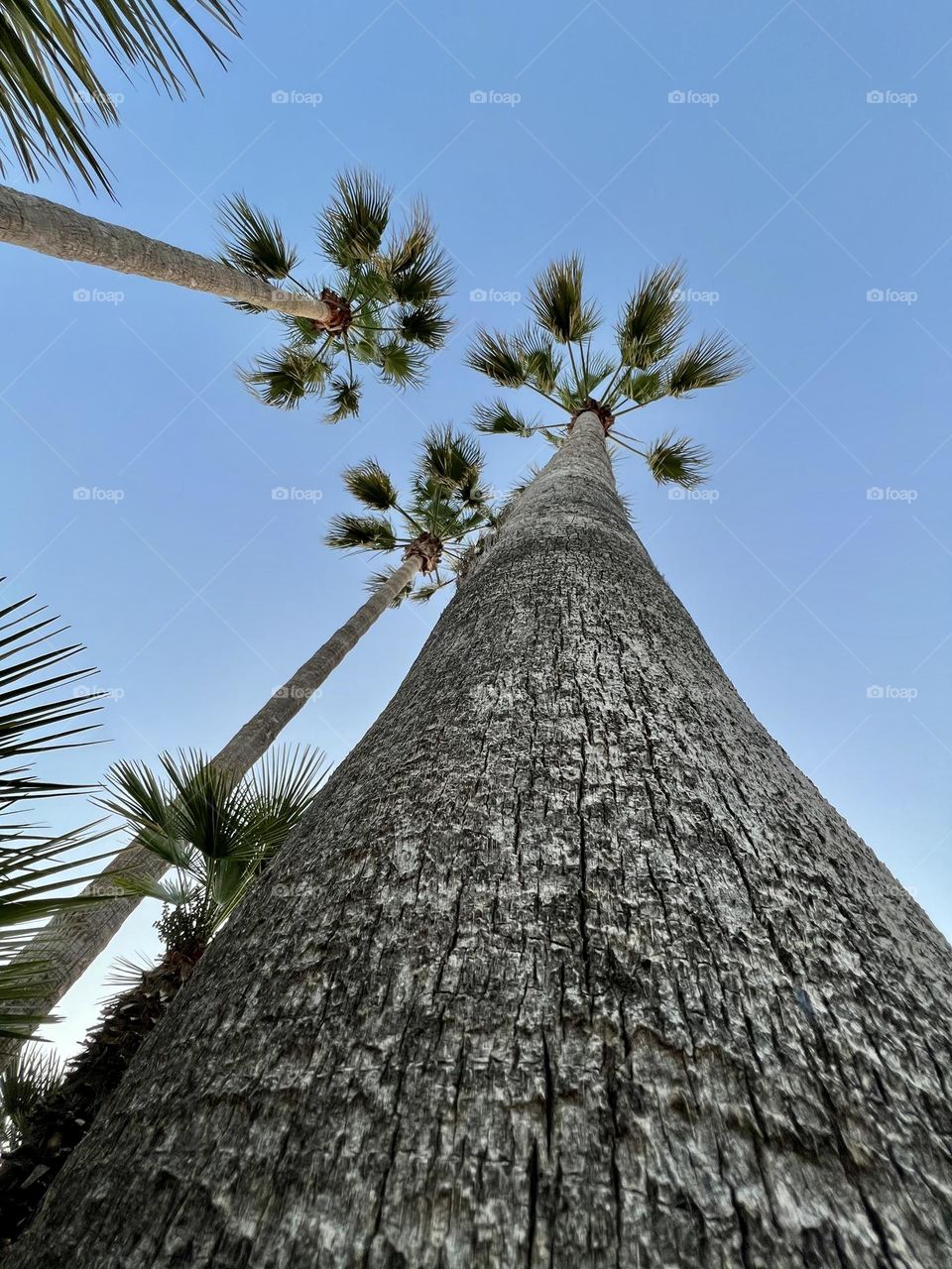 Palms seen from ground to up