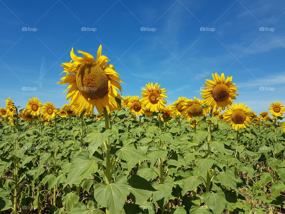 Sunflower, Nature, Summer, Flower, Field