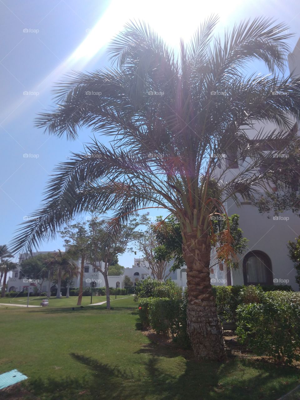 Palm. Egypt