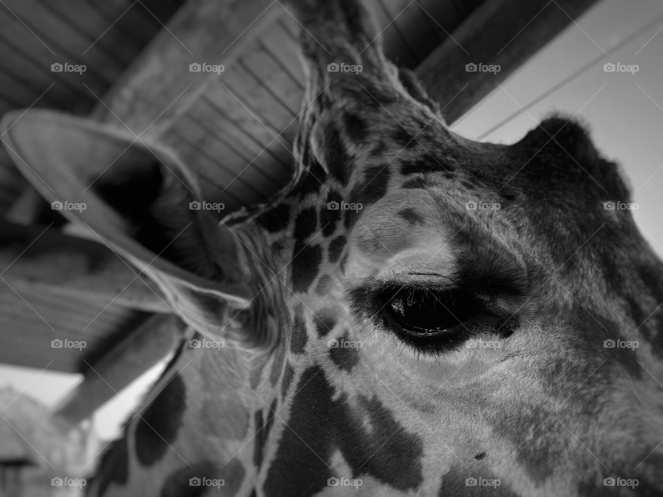 Giraffe 